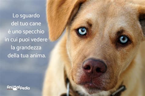 frasi cani divertenti